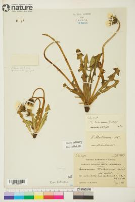 Taraxacum ceratophorum