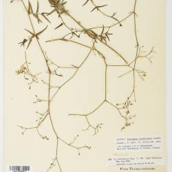 Boerhavia linearifolia