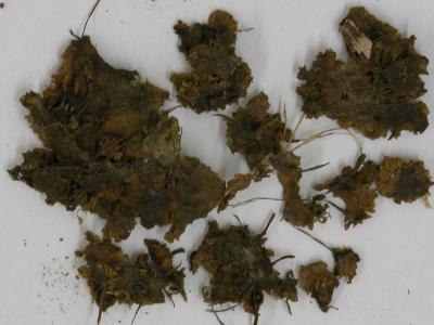 Folioceros argillaceus