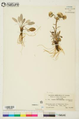 Tephroseris yukonensis