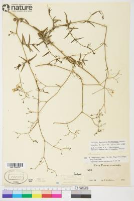 Boerhavia linearifolia