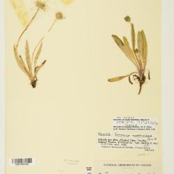 Taraxacum ceratophorum