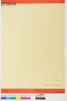 Chenopodium atrovirens