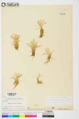 Eleocharis flavescens