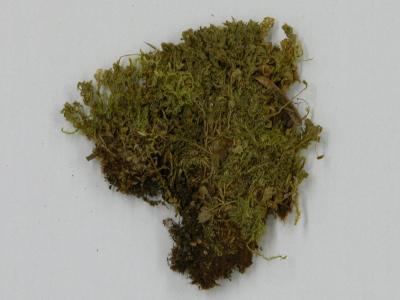 Plagiomnium cuspidatum