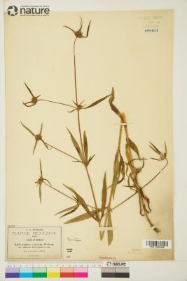 Crusea Schltdl. & Cham.