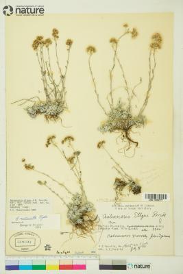 Antennaria densifolia