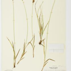 Carex praticola