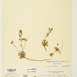 Braya thorild-wulffii