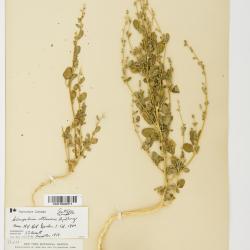 Chenopodium atrovirens