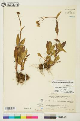 Senecio sheldonensis