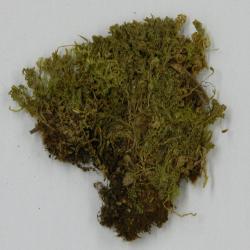 Plagiomnium cuspidatum