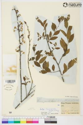 Prunus gracilis