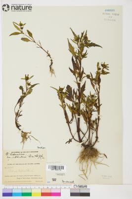 Bidens heterodoxa