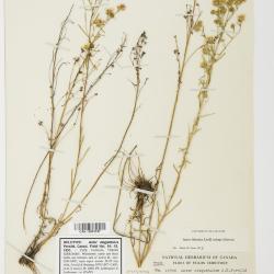 Symphyotrichum falcatum