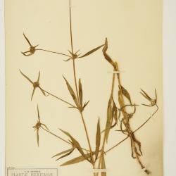 Crusea Schltdl. & Cham.