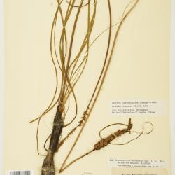 Schoenocaulon texanum