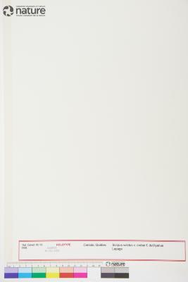 Schoenoplectus tabernaemontani