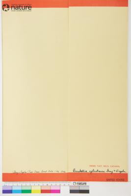 Brickellia cylindracea