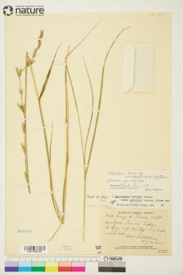 ?˘ Elyleymus B.R.Baum