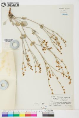 Eriogonum panamintense