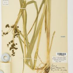 Scirpus microcarpus