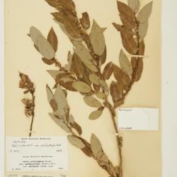 Salix lutea