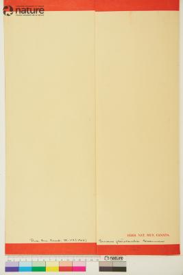 Packera werneriifolia