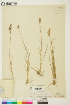 Calamagrostis purpurascens