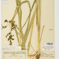 Scirpus microcarpus