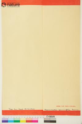 Hymenocallis Salisb.