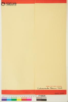 Schoenocaulon texanum