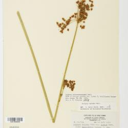 Schoenoplectus tabernaemontani