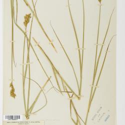 Carex scoparia
