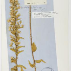 Brickellia cylindracea