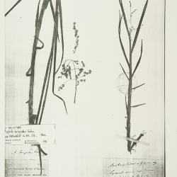 Arctophila (Rupr.) Andersson