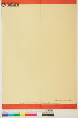 Empetrum atropurpureum