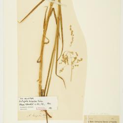 Arctophila (Rupr.) Andersson