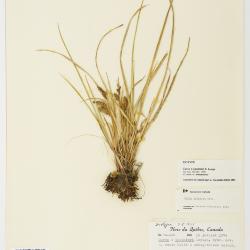 Carex paleacea