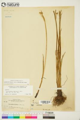 Sisyrinchium L.
