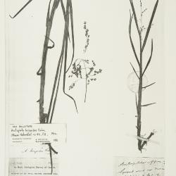 Arctophila (Rupr.) Andersson