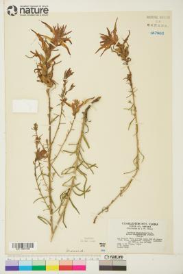 Castilleja linariifolia