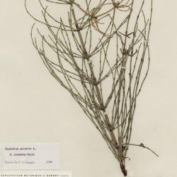 Equisetum palustre