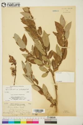 Salix lutea