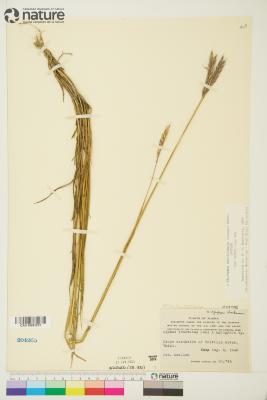 Elyleymus colvillensis