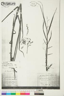 Arctophila (Rupr.) Andersson