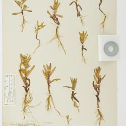 Symphyotrichum laurentianum