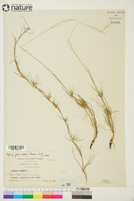 Agrostis canina