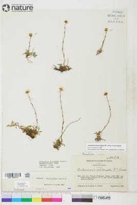 Antennaria monocephala