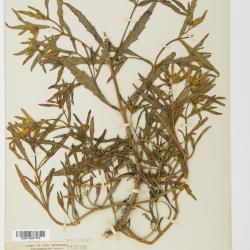 Bidens hyperborea